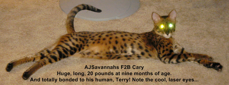 AJSavannahs F2B Cary spooky eyes 021108