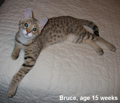 Bruce F2 male