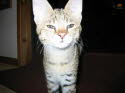 Ayo, F1, three months old. She has a Serval sire and F5 Savannah dam.